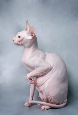 alında saç çizgisi Sphynx kedi