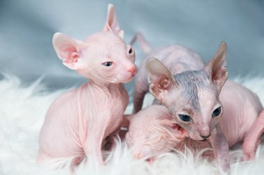 Sphynx tüysüz kedi, yavru kedi kürk, ışık döşeme üzerinde