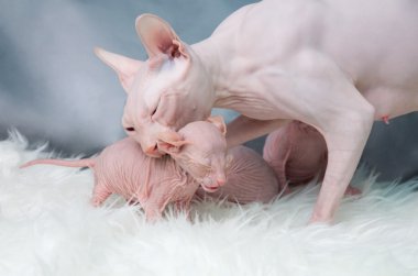 Sphynx tüysüz kedi, yavru kedi kürk, ışık döşeme üzerinde
