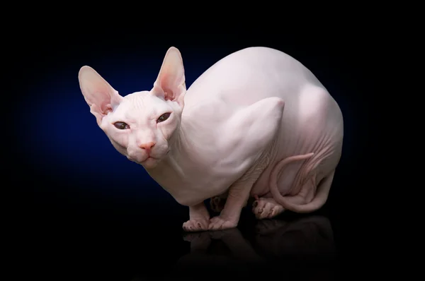 Kotów bezwłosych Sphynx — Zdjęcie stockowe
