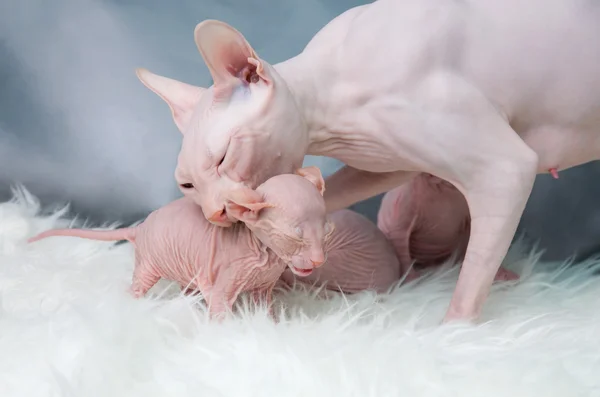 Sphynx hårlös katt, kattunge på päls, ljus om — Stockfoto