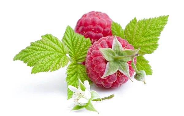 Framboises douces fraîches . — Photo