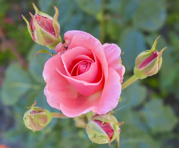 Close-up van een roze roos bloem Rechtenvrije Stockfoto's