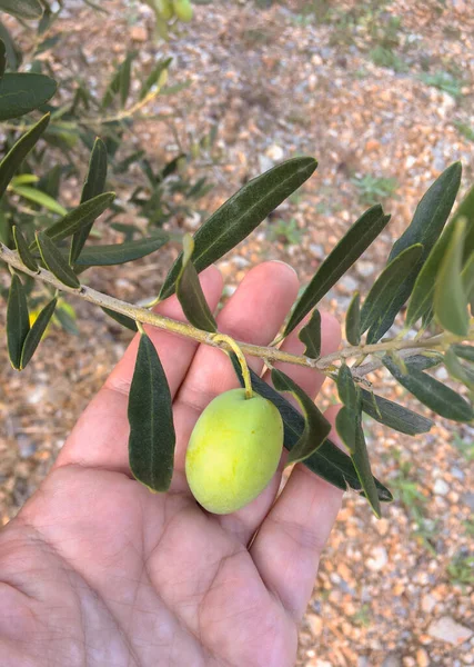 Greek Olives after a rain on a branch of an olive tree on a woman\'s arm