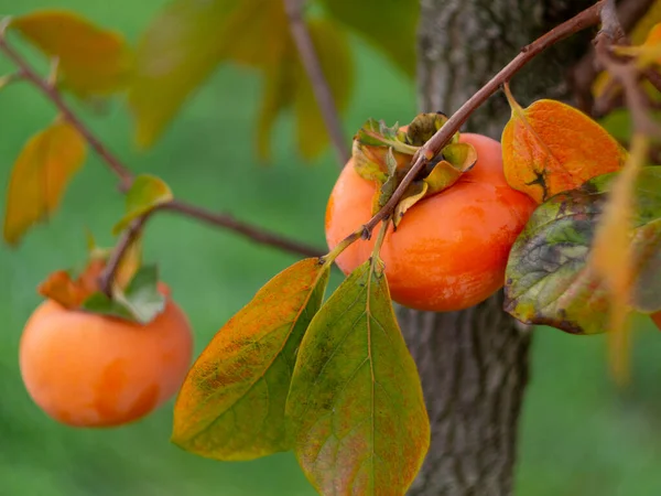 Zralé Pšeničné Plody Diospyros Stromě Konci Podzimu Řecku — Stock fotografie