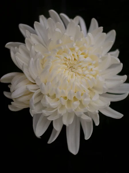 Bílé Chryzantémy Květina Zblízka Černém Pozadí — Stock fotografie
