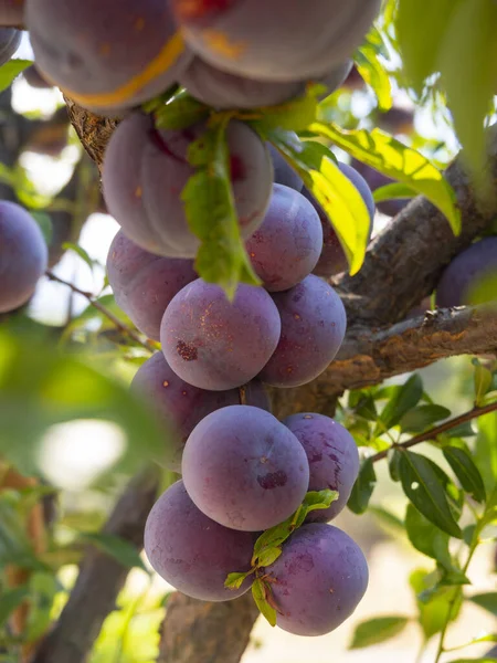 Ciruelas Grandes Vainilla Púrpura Prunus Una Rama Árbol Cerca — Foto de Stock