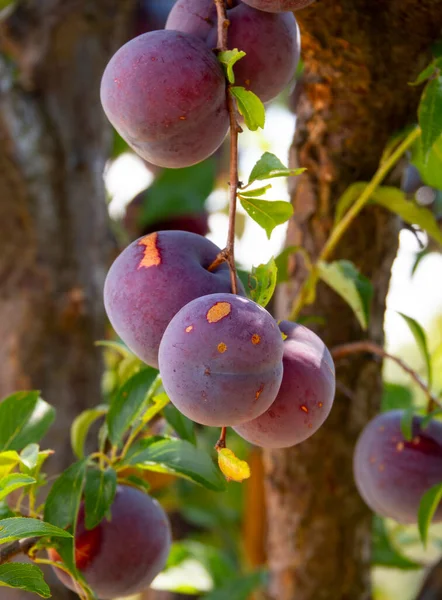 Ameixas Baunilha Roxas Grandes Prunus Galho Árvore Fechar — Fotografia de Stock