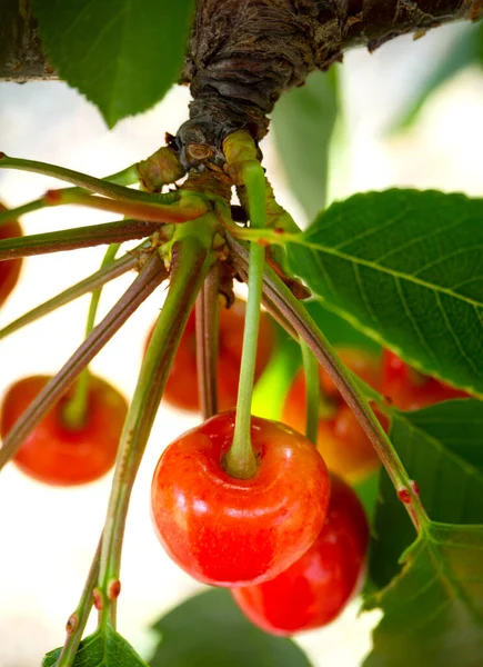 Červené Třešně Prunus Avium Větvích Stromu Zahradě Řecku — Stock fotografie