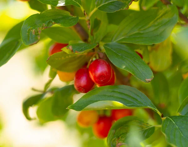 Červené Zralé Bobule Dogwoodu Cornus Mas Větvi Slunečného Dne Řecku — Stock fotografie