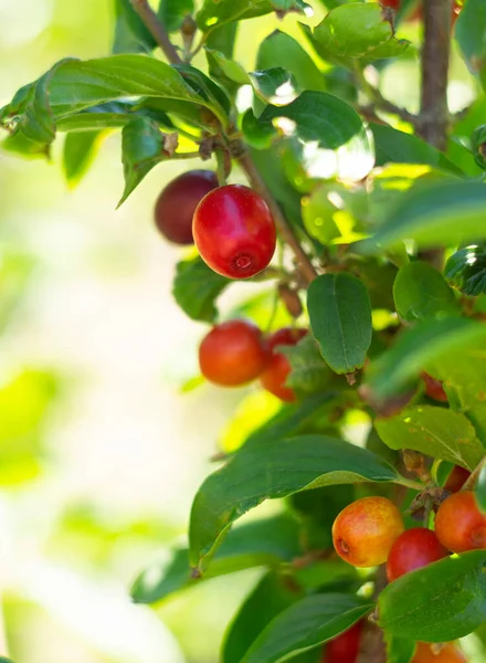 Piros Érett Dogwood Bogyók Cornus Mas Egy Ágon Egy Napsütéses — Stock Fotó