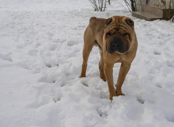 Chien Chinois Shar Pei Tient Dans Neige Jour Hiver Grèce — Photo