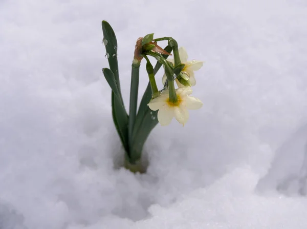Påsklilja Blommor Narcissus Tazetta Snön Vinterdag Grekland — Stockfoto