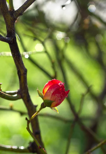 Beautiful Red Rose Flower Bokeh Sunny Warm Day — Stock Photo, Image