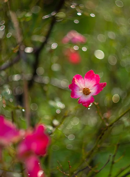 Цветок Красной Розы Боке Солнечный Теплый День — стоковое фото