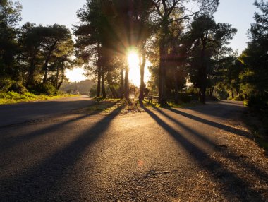 Batan güneş çam ağaçlarının gövdelerinden parlıyor ve Yunanistan 'daki bir Yunan köyünde asfaltta gölgeler bırakıyor