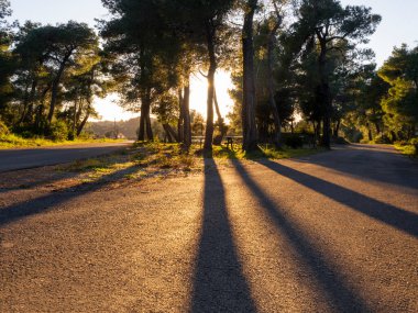 Batan güneş çam ağaçlarının gövdelerinden parlıyor ve Yunanistan 'daki bir Yunan köyünde asfaltta gölgeler bırakıyor