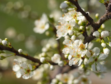 Yunanistan 'da güneşli bir bahar gününde çiçek açan erik ağacı