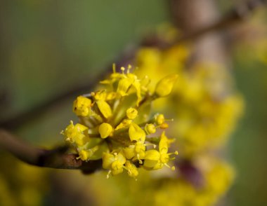 Çiçek açan sarı çiçekler Yunanistan 'da Bush Cornus mas