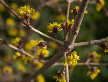 Çiçek açan sarı çiçekler Yunanistan 'da Bush Cornus mas