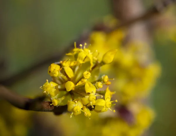 Çiçek açan sarı çiçekler Yunanistan 'da Bush Cornus mas