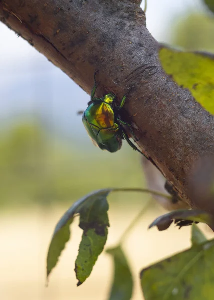 Kever Een Plaag Cetonia Aurata Die Boom Eet Griekenland — Stockfoto