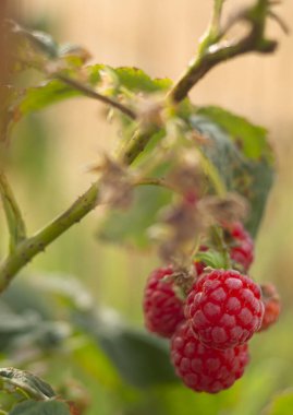 Yunanistan 'da sonbaharda kırmızı ahududu (Rubus idaeus) bir çalıya tutunur