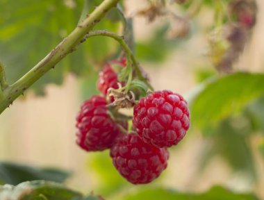 Yunanistan 'da sonbaharda kırmızı ahududu (Rubus idaeus) bir çalıya tutunur