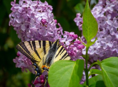 Kelebek kırlangıcı Podalirius (Iphiclides podalirius) leylak çiçeğinin üzerinde oturur.