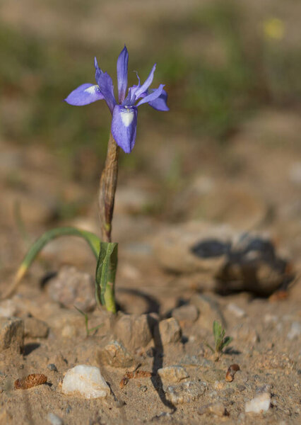 Wild purple irises in a clearing in a forest in Greece