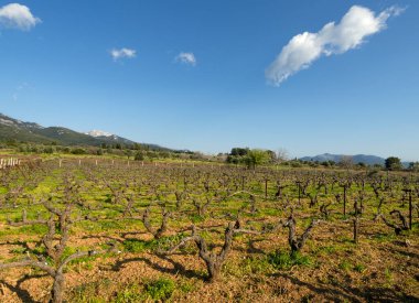 Yunanistan 'ın Evia adasında bir kır yolu olan üzüm bağları