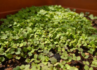 Arugula marulu (Eruca vesicaria sssp. Sativa) yakın çekim yapar. 