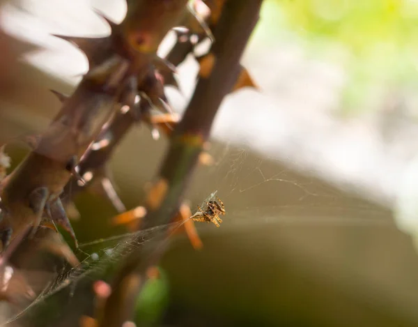 Una Pequeña Araña Una Telaraña Entre Ramas Rosas Con Espinas — Foto de Stock