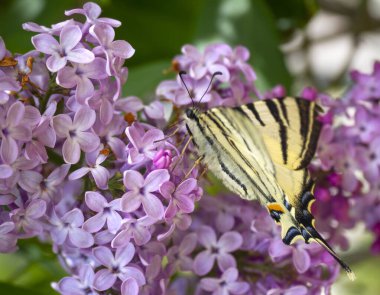 Kelebek kırlangıcı Podalirius (Iphiclides podalirius) leylak çiçeğinin üzerinde oturur.