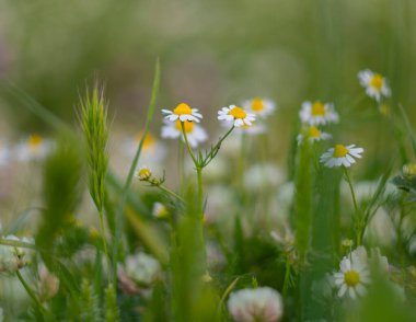 Matricaria papatyalar yeşil çimlerin arasında güneşli bir günde