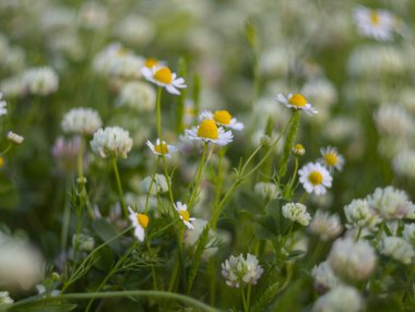 Matricaria papatyalar yeşil çimlerin arasında güneşli bir günde