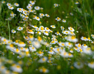Matricaria papatyalar yeşil çimlerin arasında güneşli bir günde