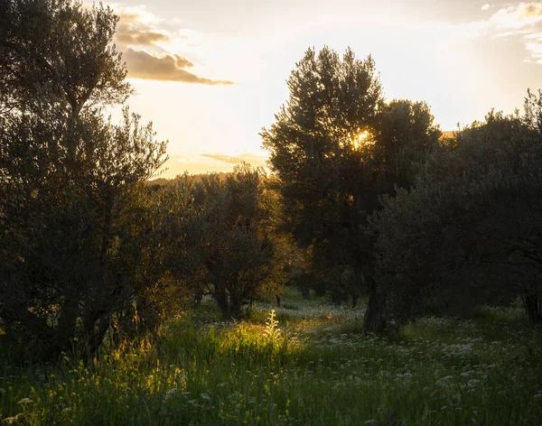 Bellissimo Tramonto Contro Sole Nel Giardino Ulivi Sull Isola Evia — Foto Stock