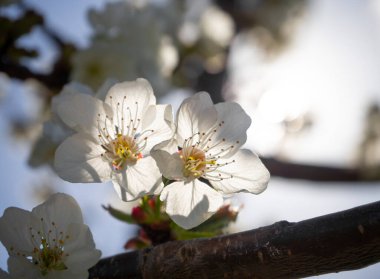 Güzel kiraz ağacı (cerasus) çiçekleri 