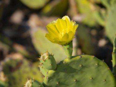 Yunanistan 'da güneşli bir günde, sarı çiçek Armut kaktüsü Opuntia