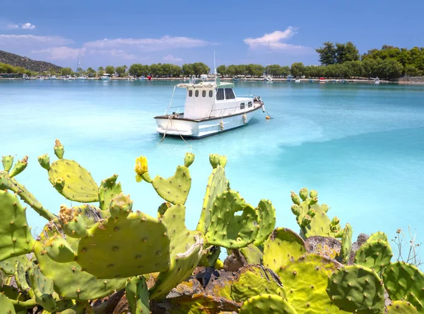 Yunanistan 'ın Mora bölgesindeki Methana tatil beldesinin marinasında çiçek açan armut dikenli Opuntia çalıları ve balıkçı tekneleri