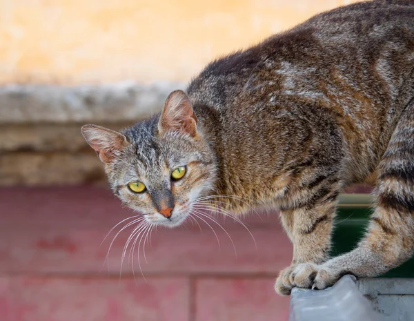 Gato Vadio Com Olhos Verdes Senta Uma Lata Lixo Cidade — Fotografia de Stock