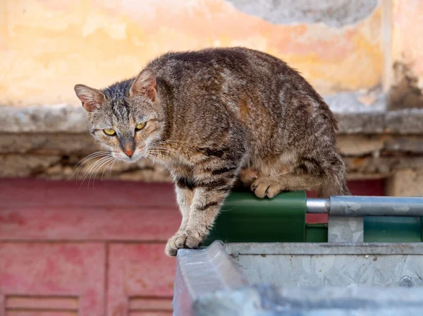 Stray Cat Green Eyes Sits Garbage Can City Methana Peloponnese — Fotografia de Stock