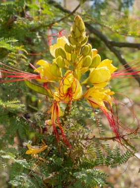 Caesalpinia gilliesii (Erythrostemon gilliesii, Poinciana gilliesii) a beautiful flower on a sunny day