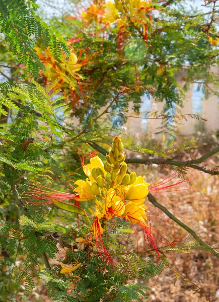 Caesalpinia Gilliesii Erythrostemon Gilliesii Poinciana Gilliesii Beautiful Flower Sunny Day — 스톡 사진