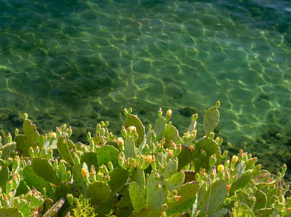 Amarelo Pêra Espinhosa Cacto Opuntia Flores Frutas Fundo Mar Egeu — Fotografia de Stock
