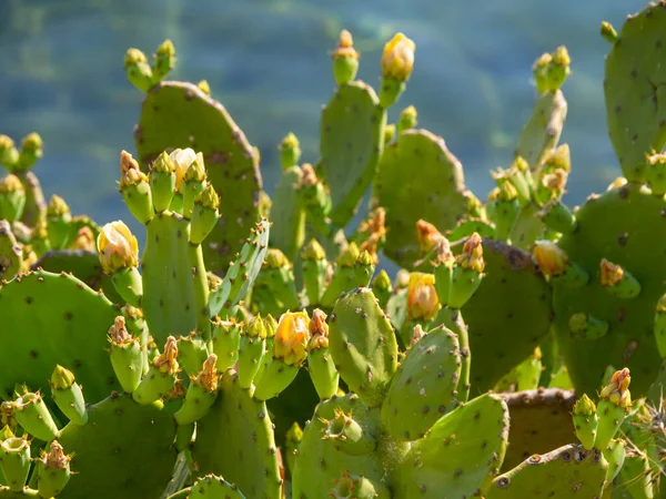 Yellow Prickly pear cactus Opuntia flowers and fruits on the background of the Aegean Sea on a sunny day in Greece