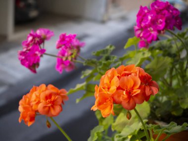 Red, orange and fuchsia geranium flowers on the balcony in Greece