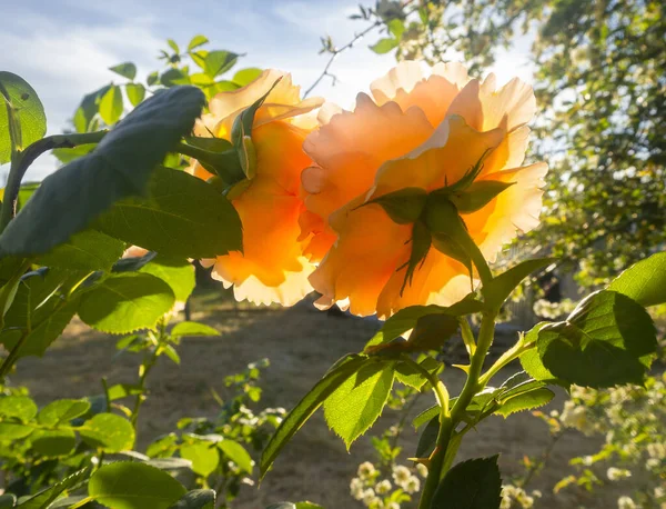 Schöne Duftende Rosenblüte Und Bokeh Einem Sonnigen Warmen Tag — Stockfoto