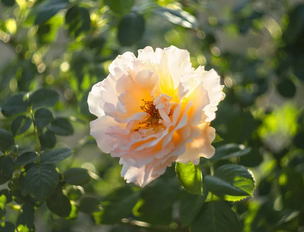 Schöne Duftende Rosenblüte Und Bokeh Einem Sonnigen Warmen Tag — Stockfoto